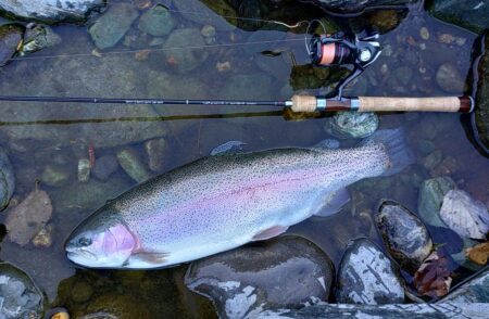 なかなか難しい放流日　～天竜川ルアーフライテンカラ専用区～